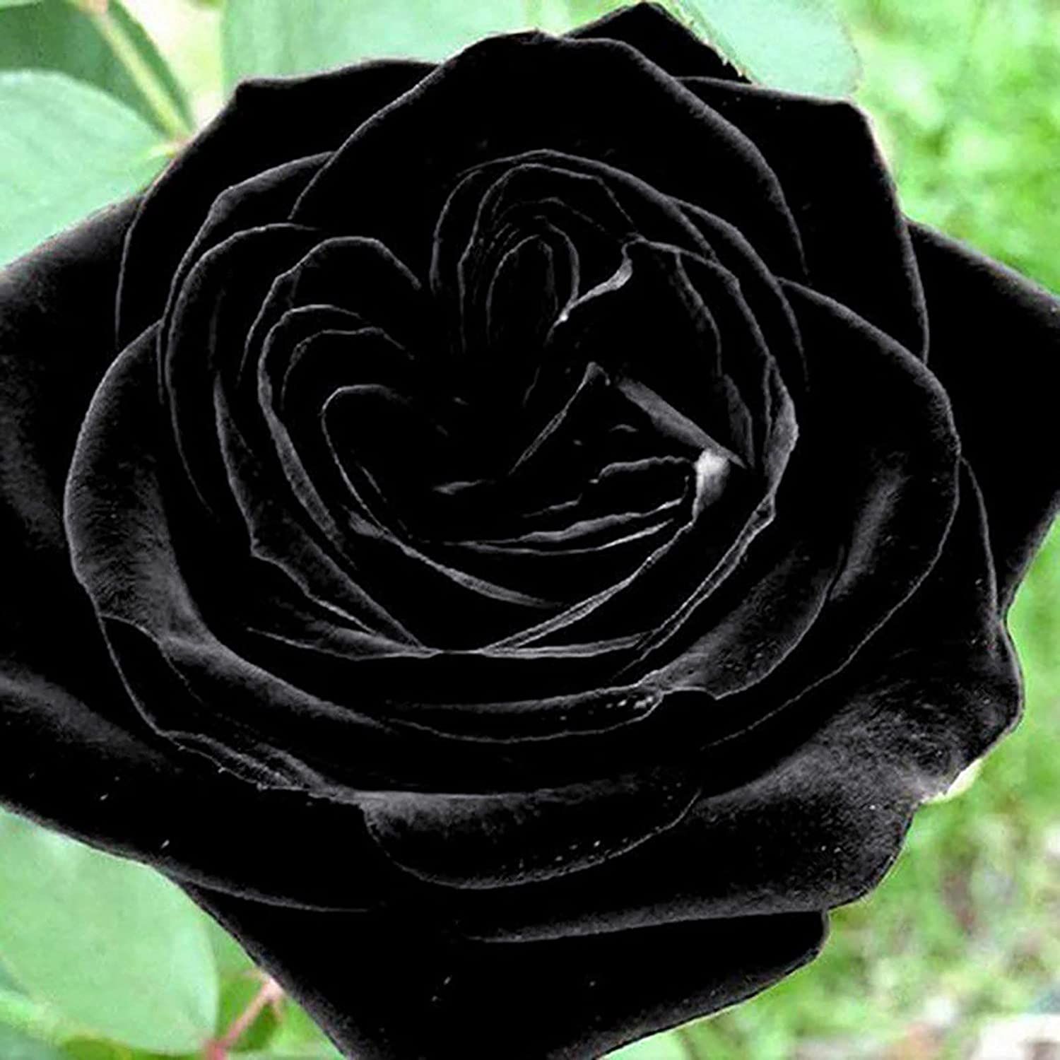 Black Rose Samen kaufen bei Hood.de