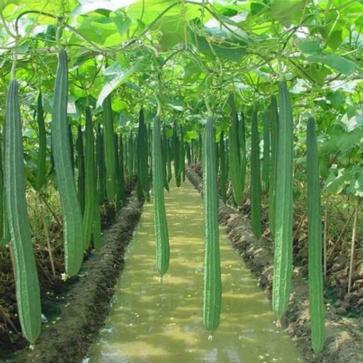 Luffa Samen