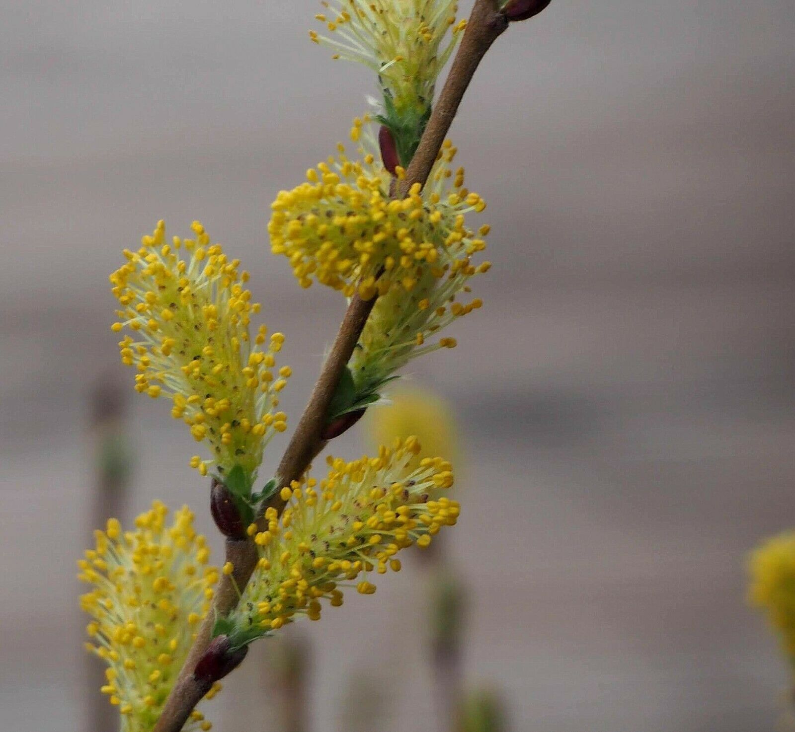 Kriechweide - Salix Repens