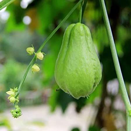 Chayote Kaufen Deutschland