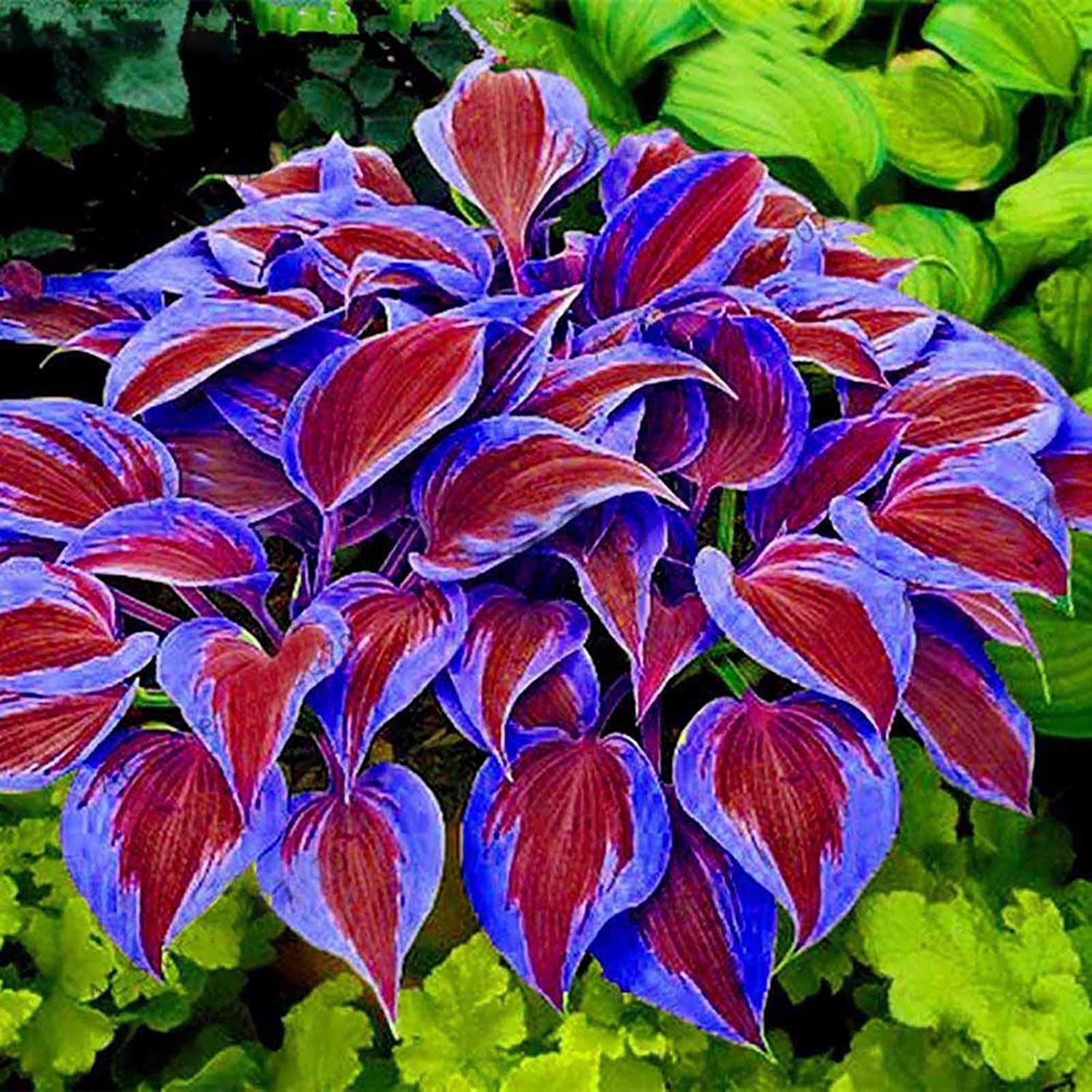 Duftende Hosta Plantaginea kaufen bei Hood.de