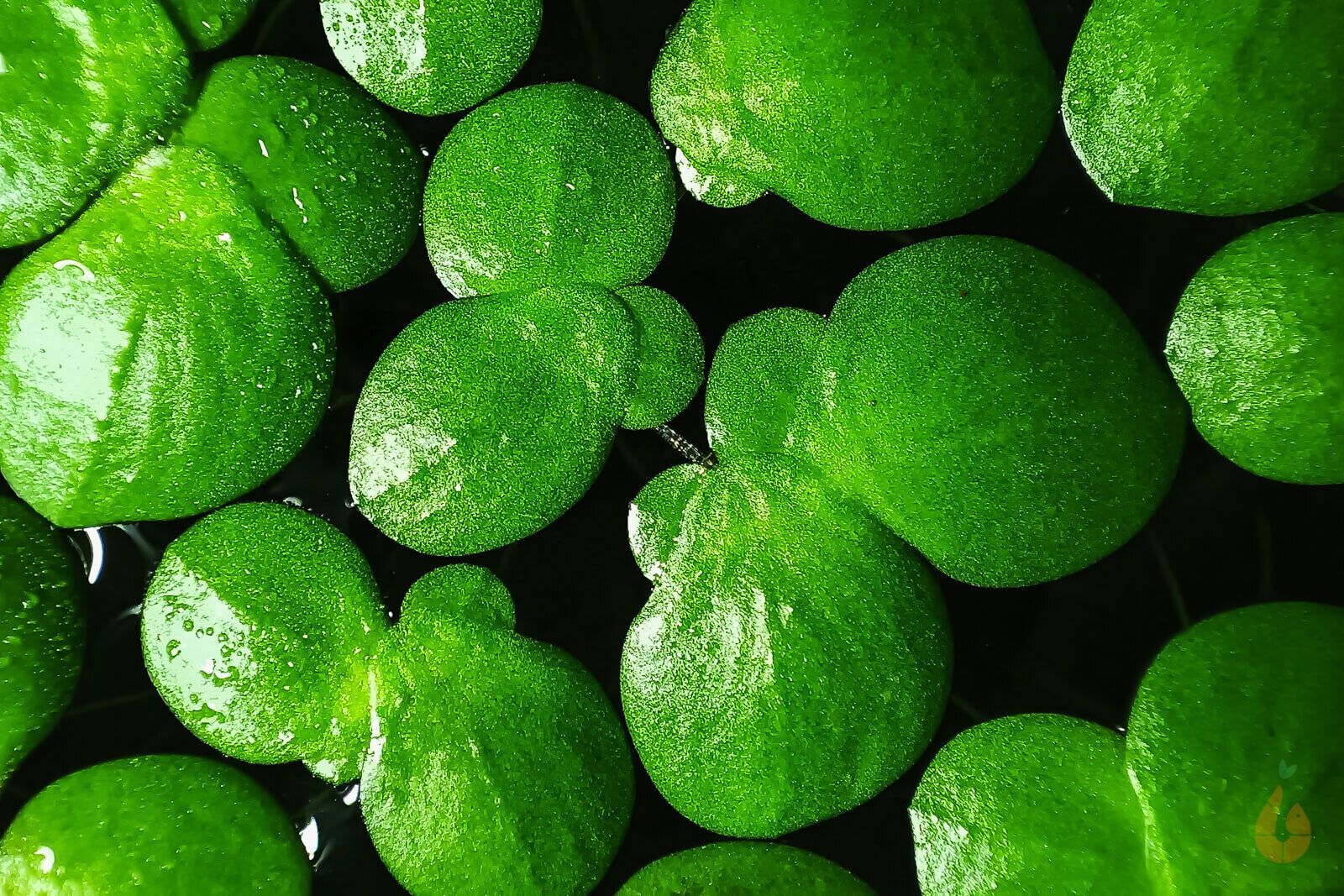 Riesen Wasserlinse / Vielwurzelige Teichlinse Schwimmpflanze Aquarium