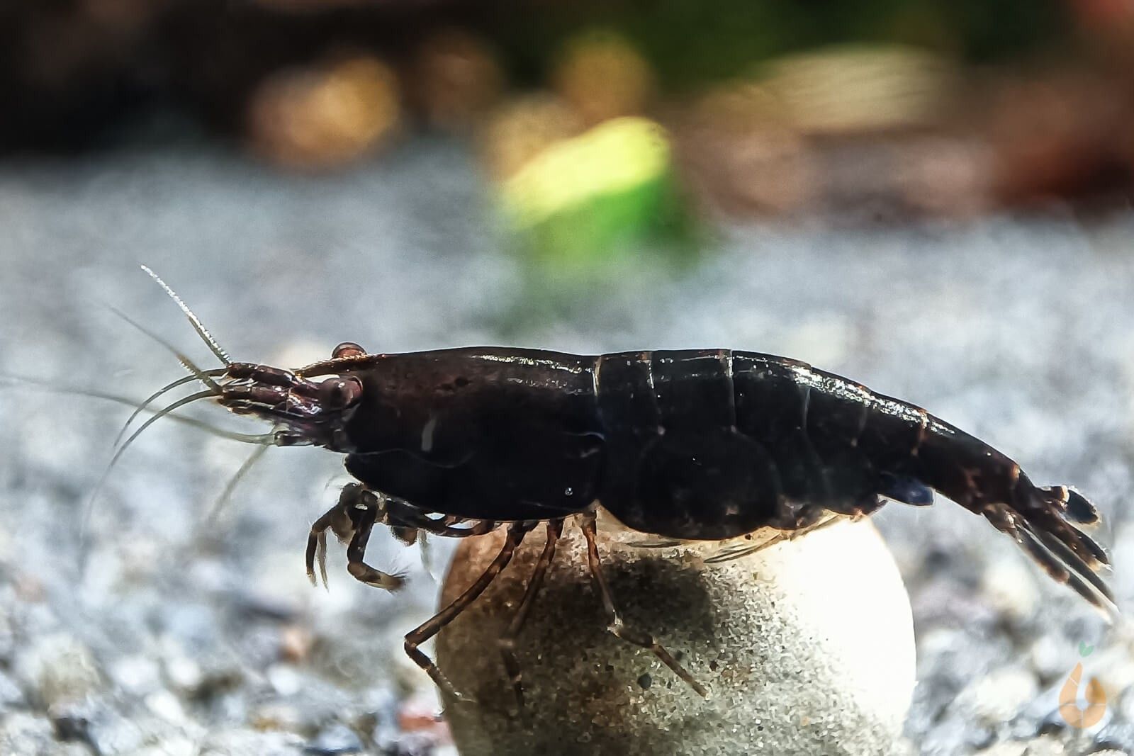 RoseFlower 10er Set Flache Scheibenmarkierer - Nummeriert 1-10 Für Sporttraining