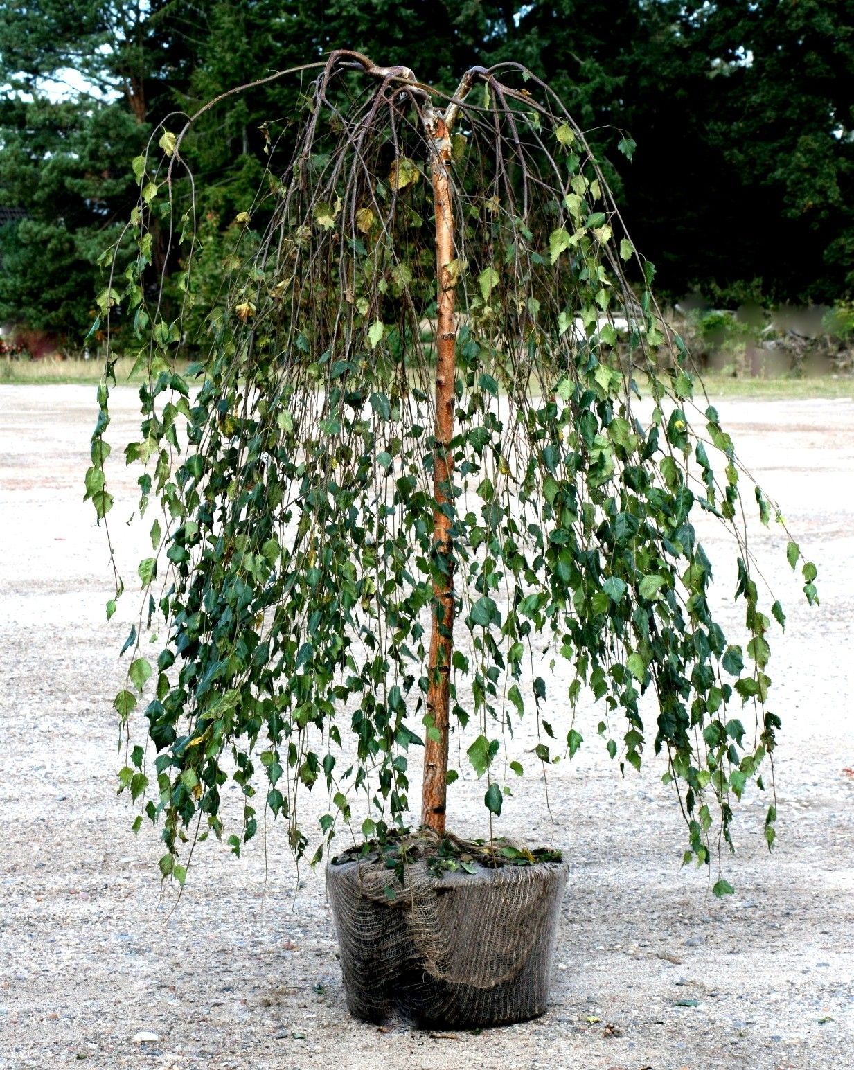 Trauerbirke Hängebirke Stämmchen Stammhöhe 125 cm Betula pendula