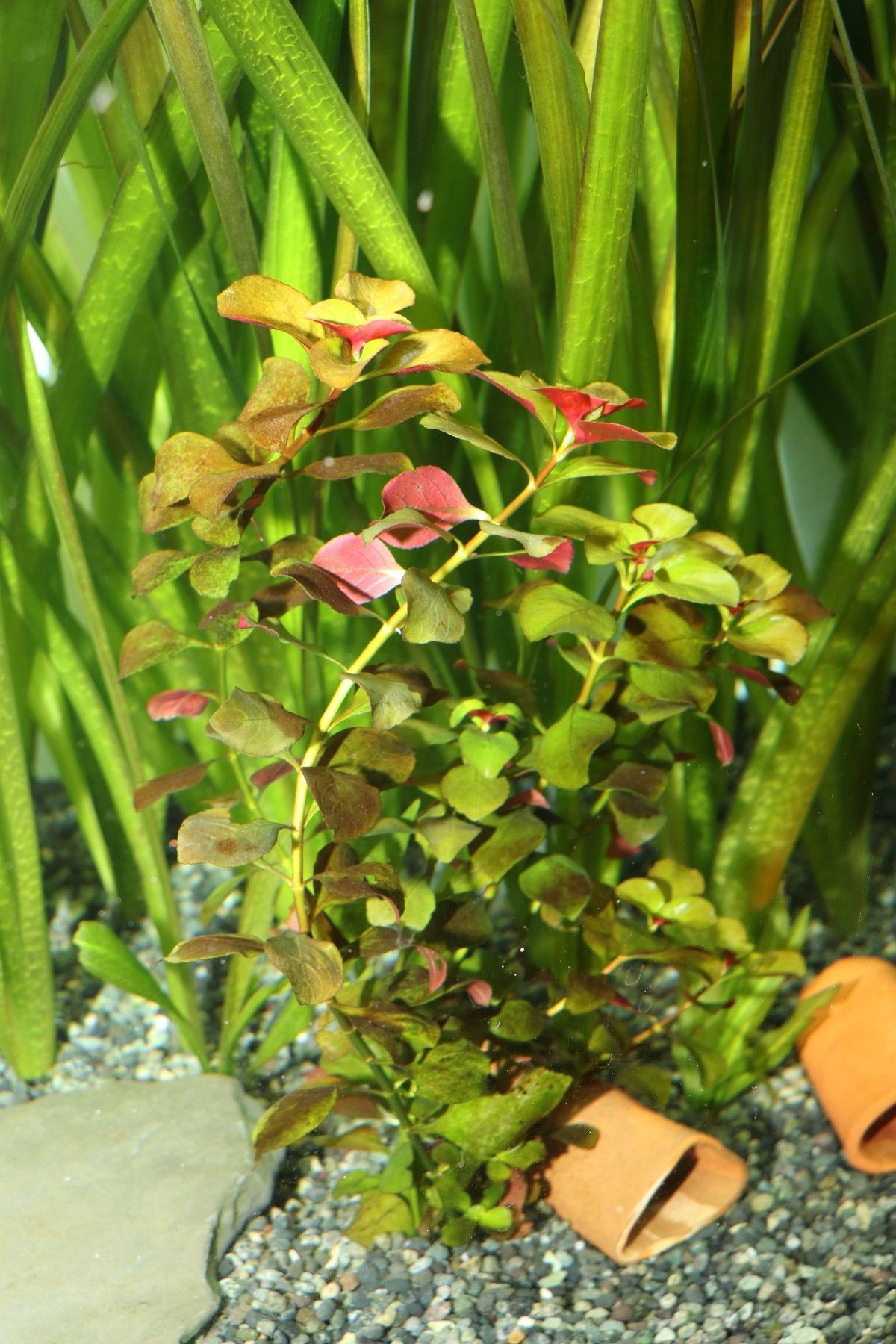 5x Rote Ludwigia / Ludwigia repens / Top Pflanzen für Aquarium
