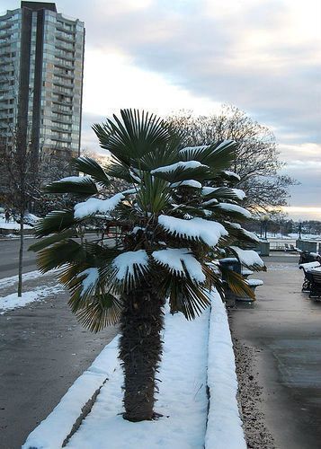 5 Jungpflanzen WashingtoniaPalme winterhart / exotische Bäume für den