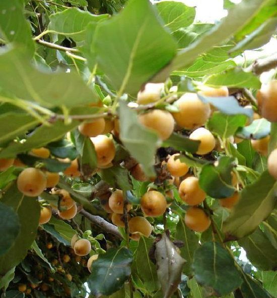 Lotuspflaume winterharte Obstgehölze Obststräucher für den Garten