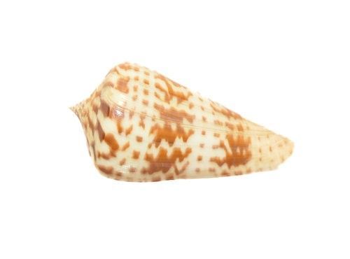 Conus inscriptus 49mm