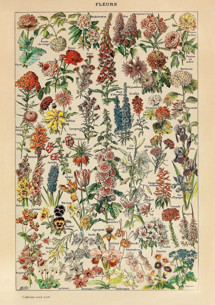 Fleurs Millot kaufen bei Hood de