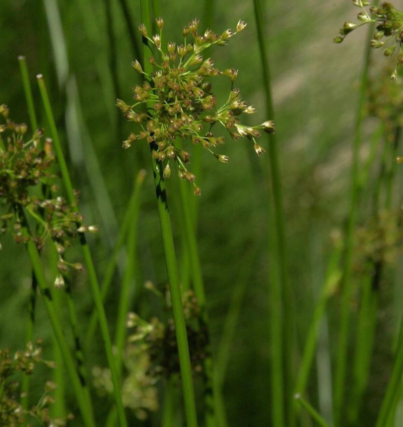 Flatterbinse - Juncus effusus