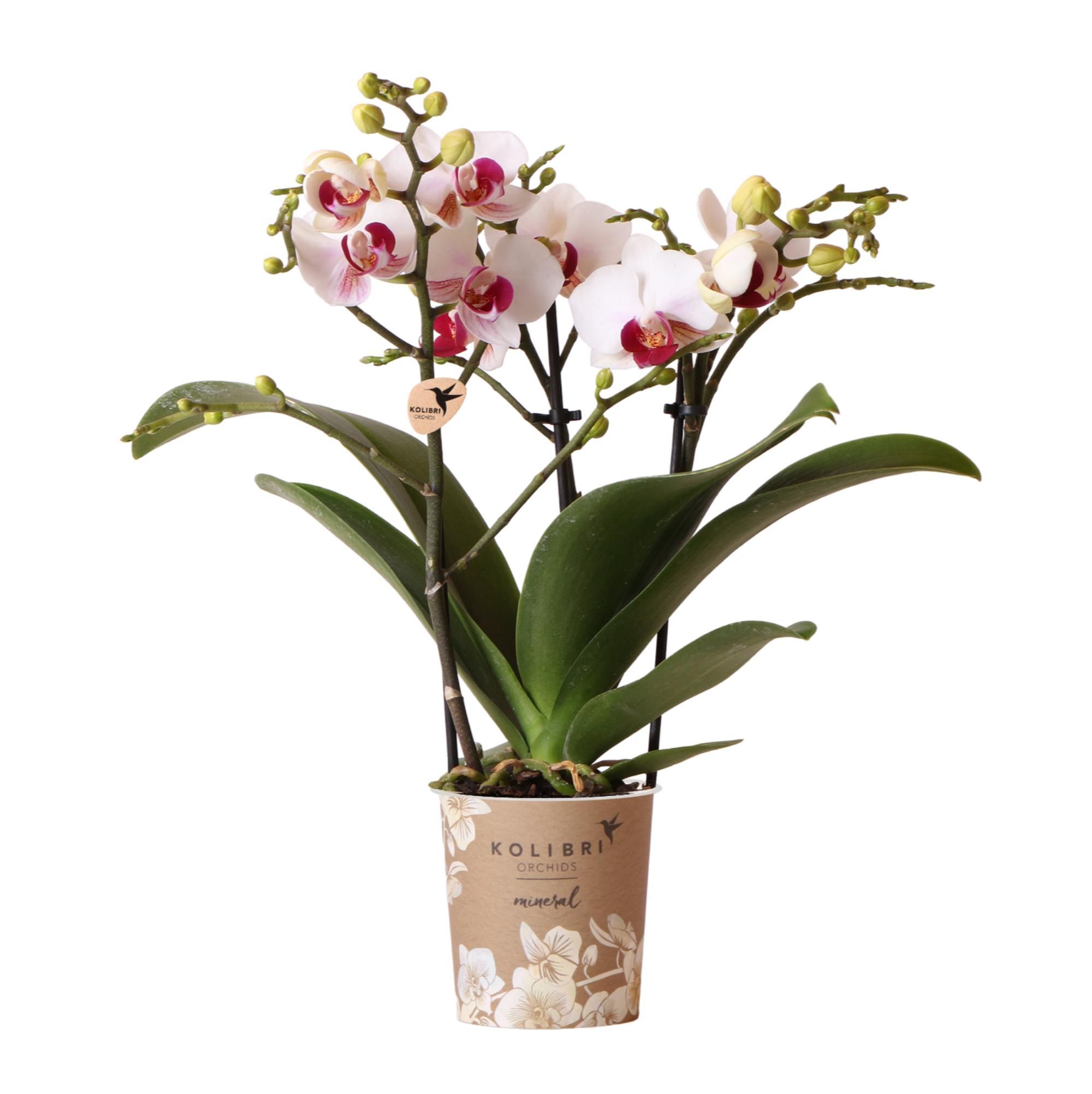 Orchidée Phalaenopsis Rose Du Portugal Avec Pot Décoratif Mosa - Plante Fleurie D'intérieur Fraîche Du Cultivateur, Pot 9 Cm
