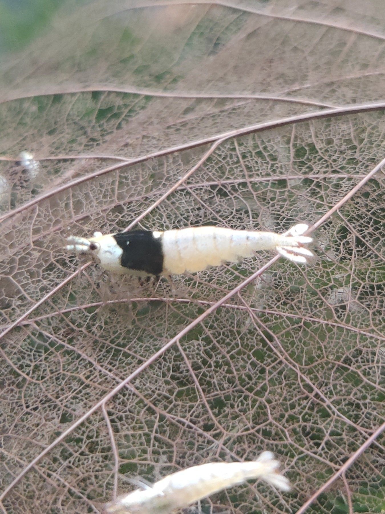 Black Bee