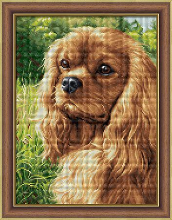 Spaniel