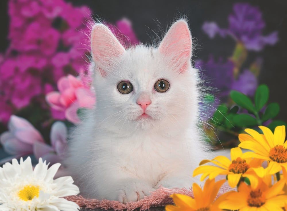 Glitzerkatze