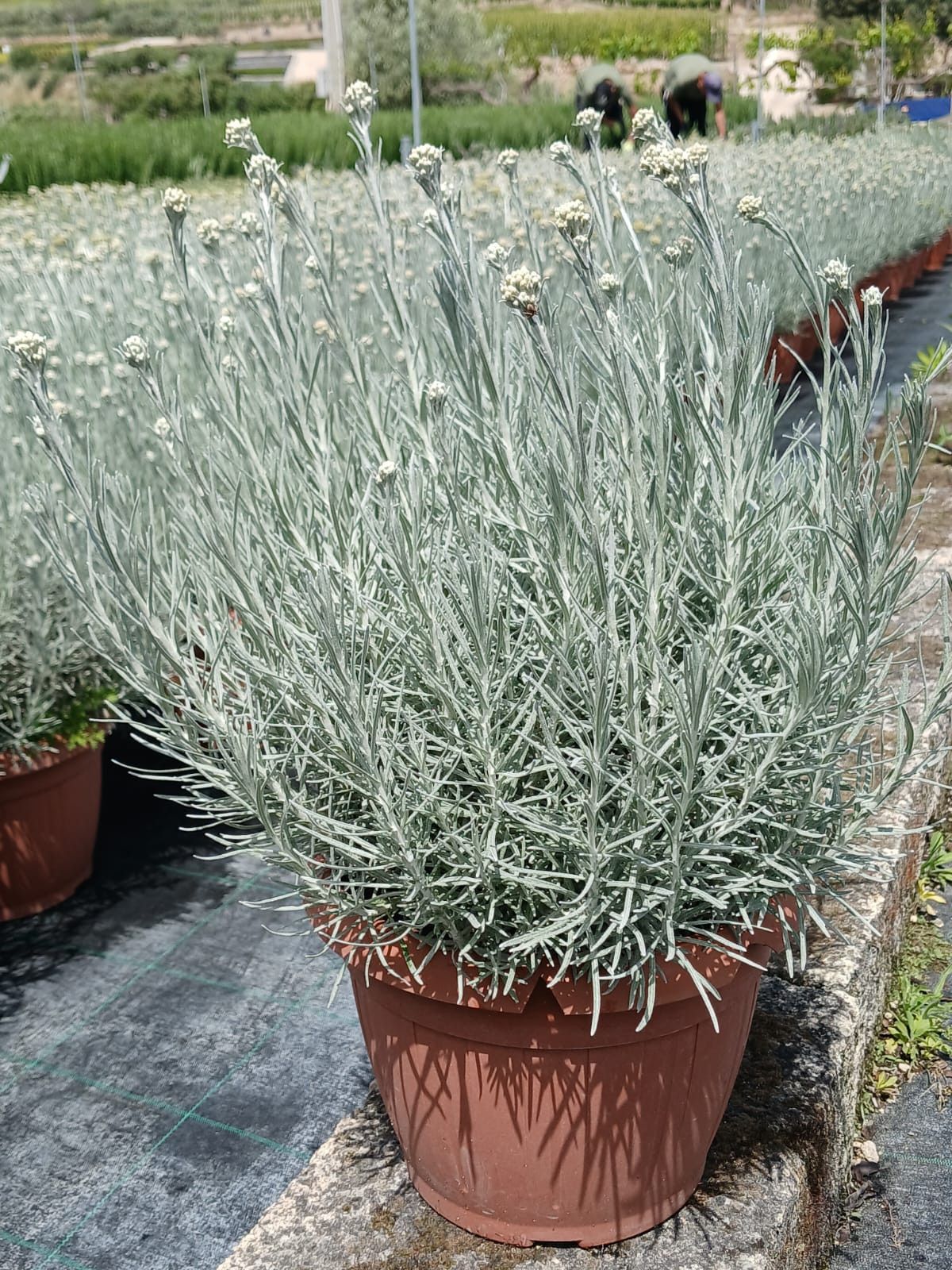 Pflanze - Currykraut - Helichrysum italicum - 55 cm inkl. Topf kaufen ...