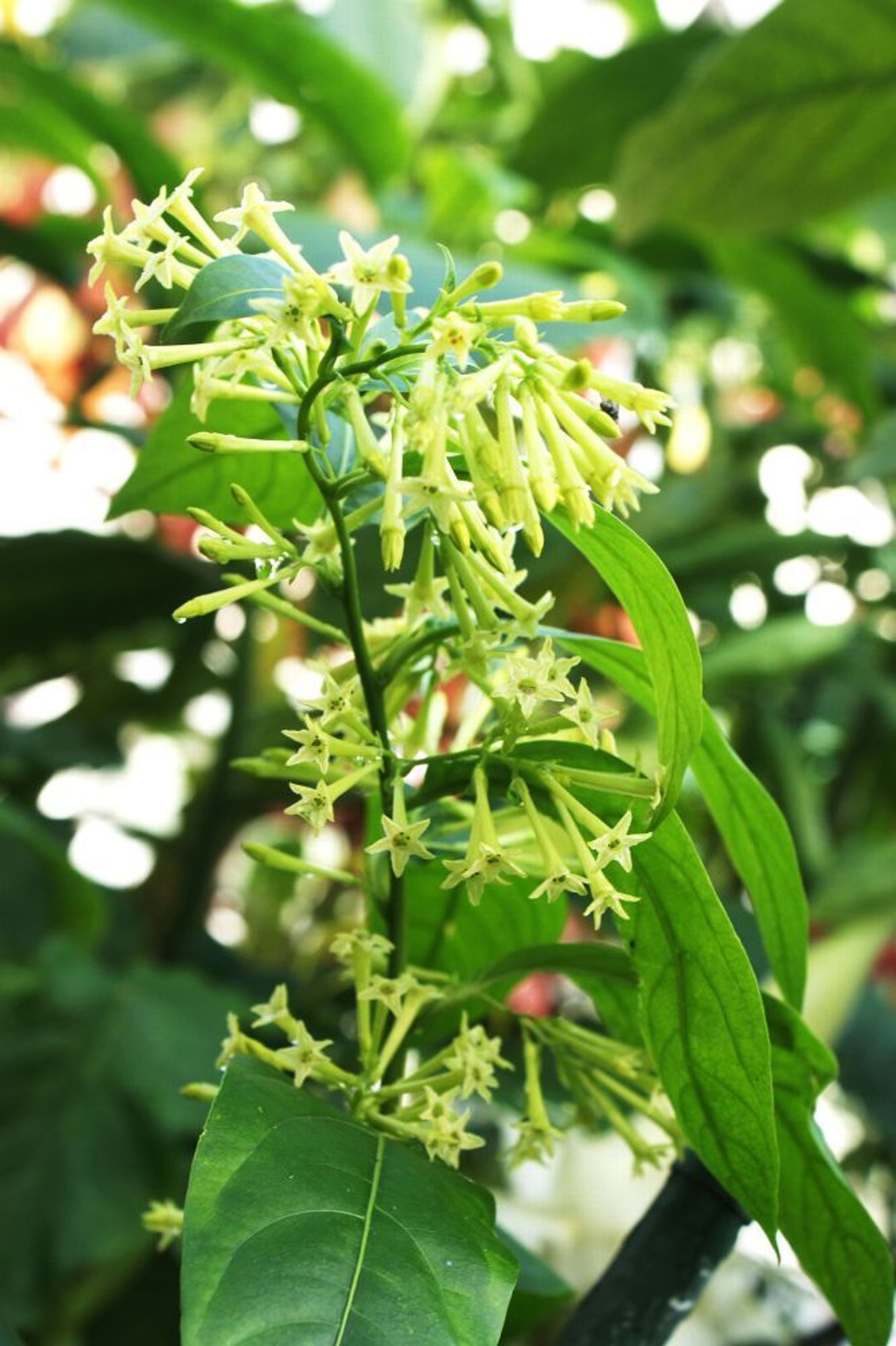Cestrum nocturnum kaufen bei Hood.de