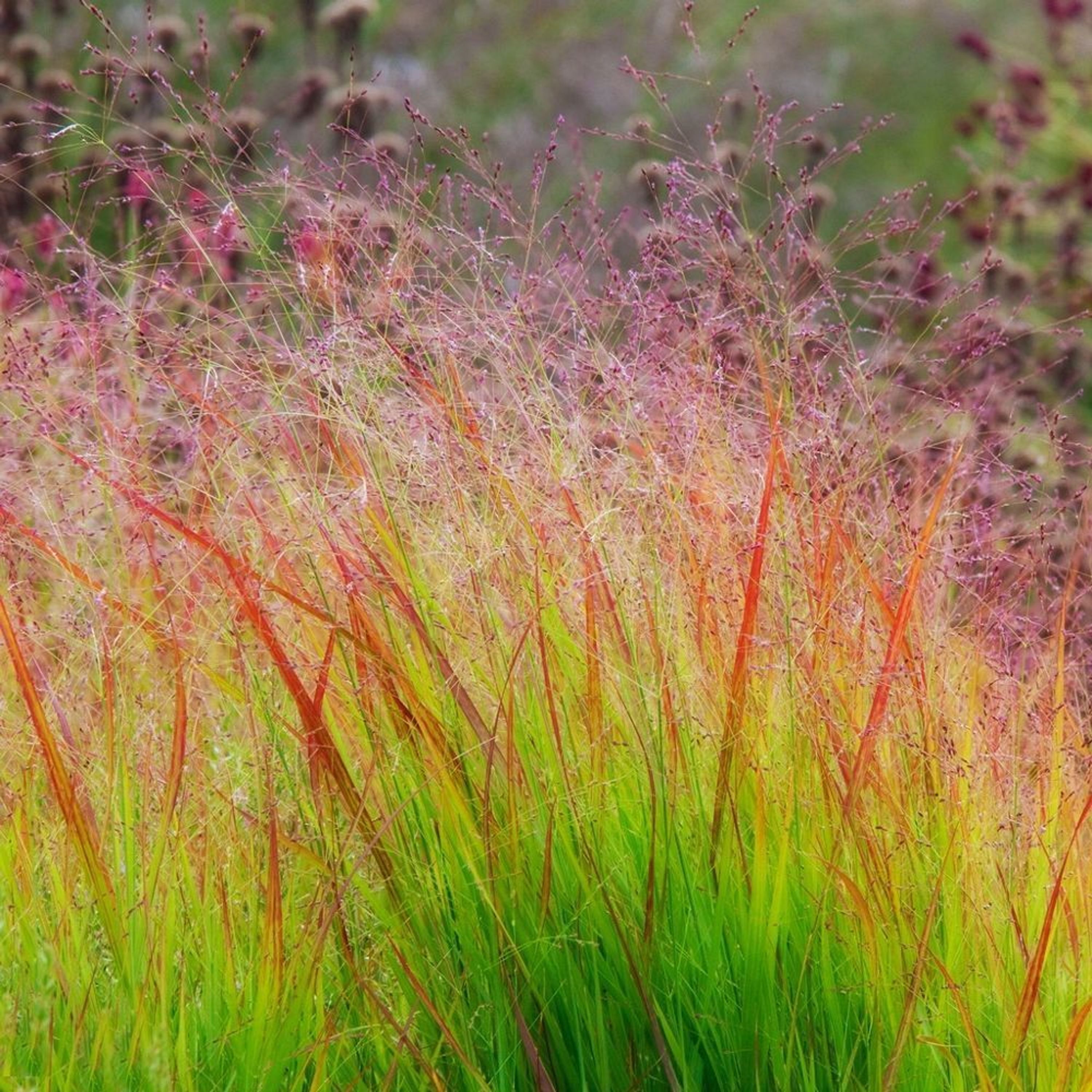 1 x Panicum virgatum ´Rehbraun´ (Ziergras/ Gräser/ Stauden) RutenHirse