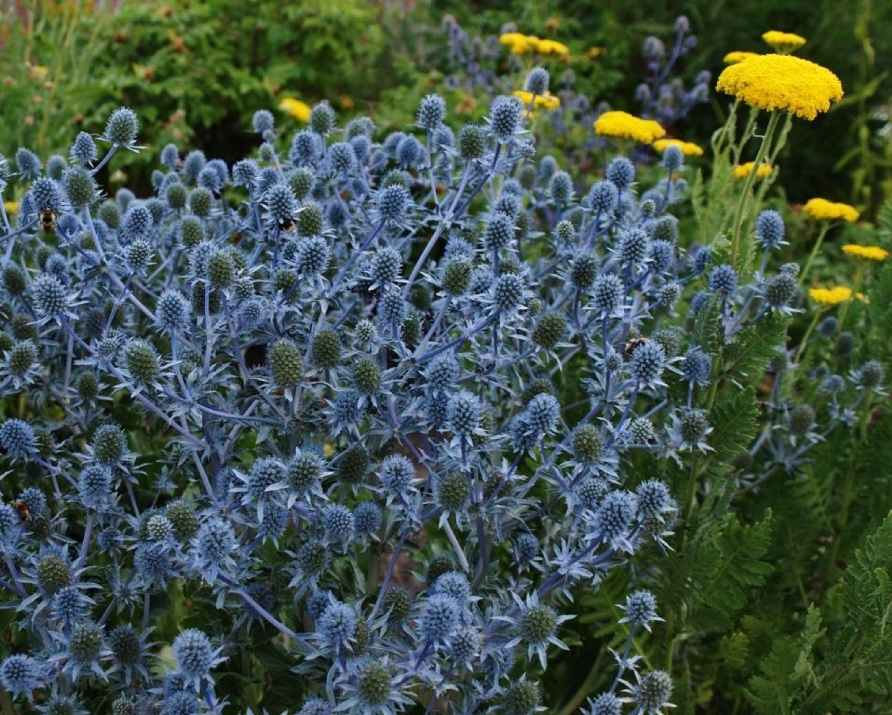 Колючее Растение С Синими Цветами