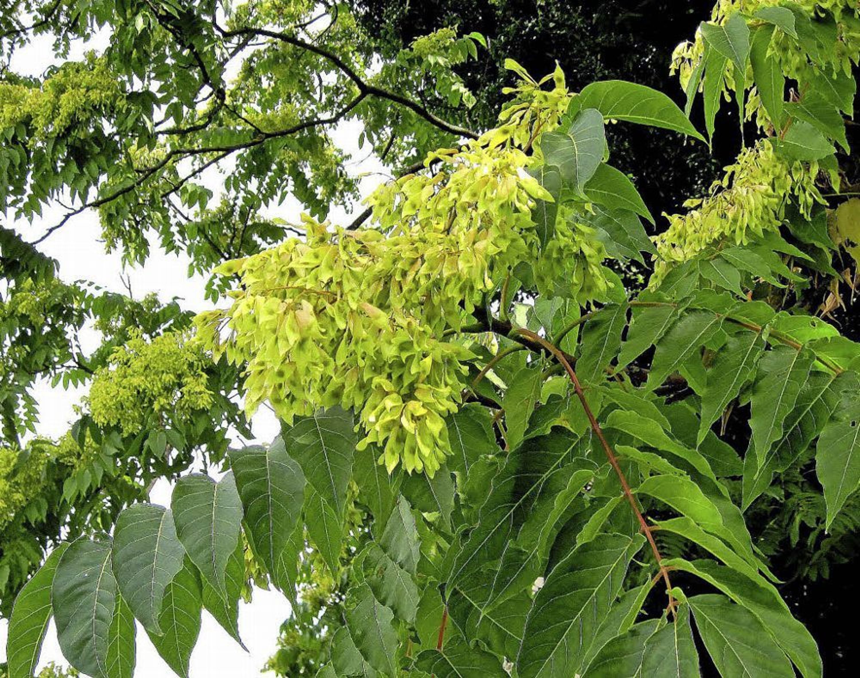 Baum der Götter - Ailanthus altissima – 50 frische Samen - extrem