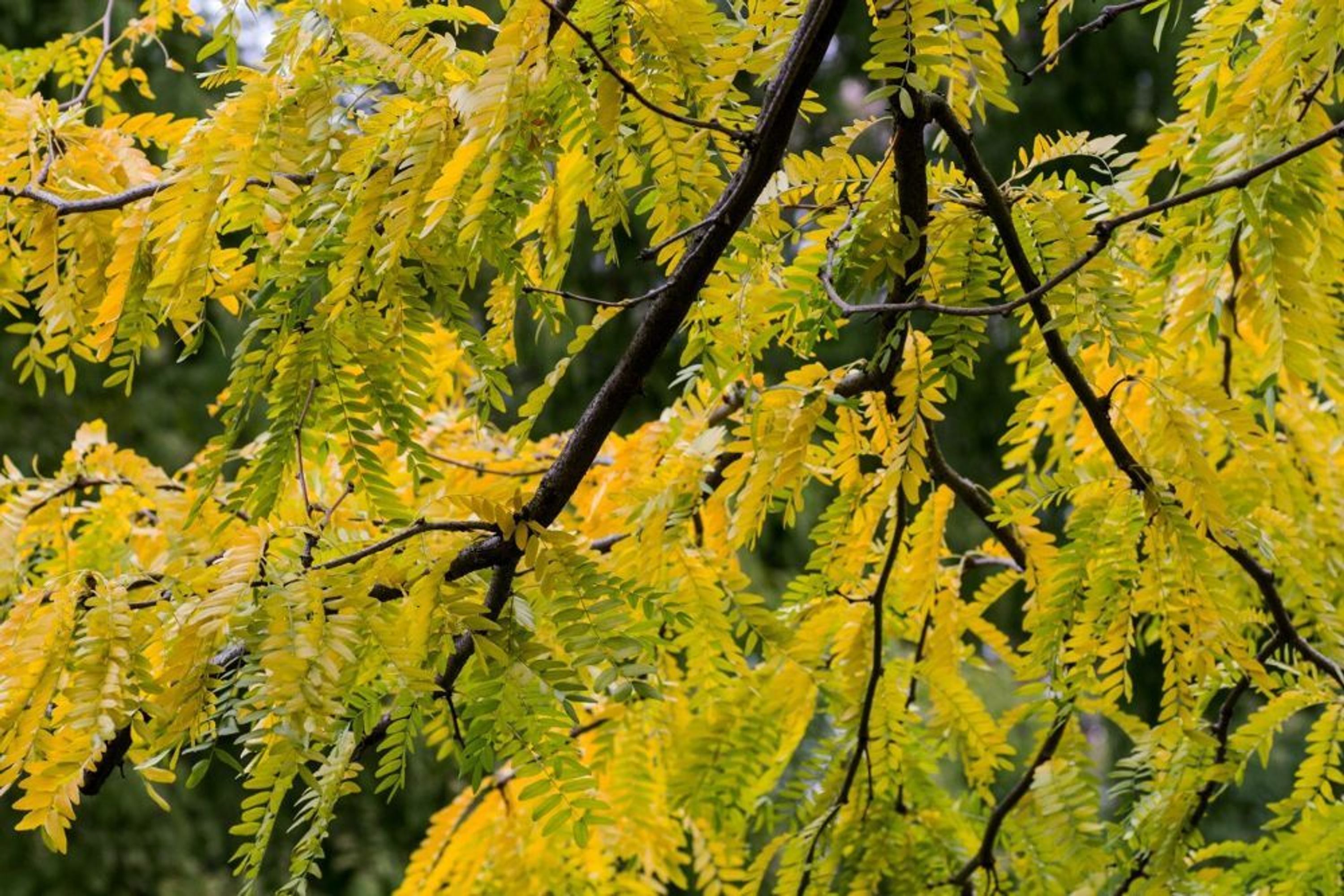 Baum der Götter Ailanthus altissima 50 frische Samen