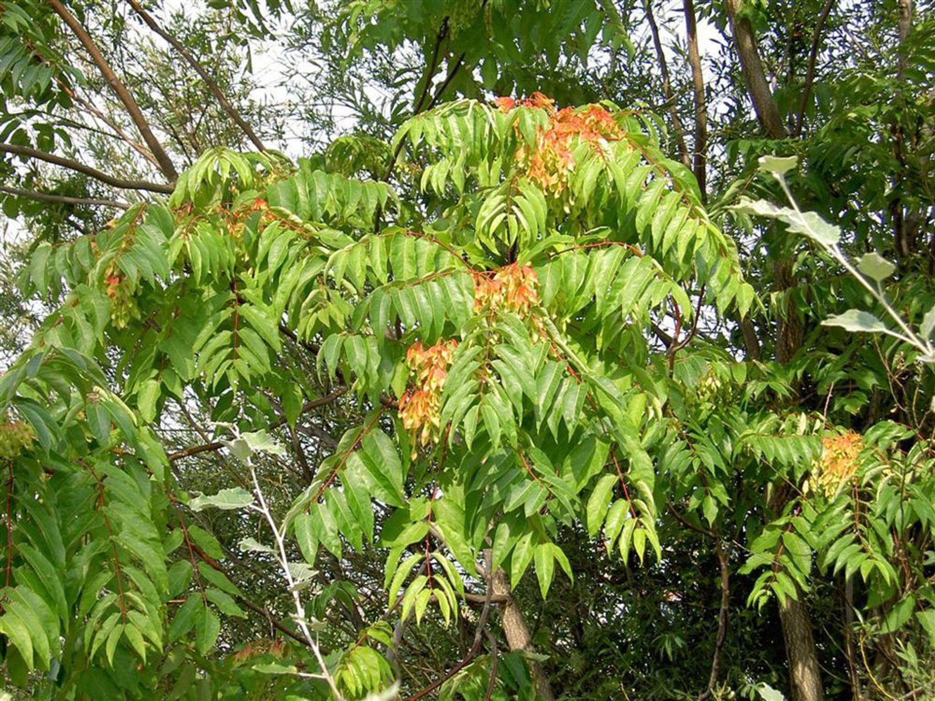 Baum der Götter Ailanthus altissima 20 frische Samen