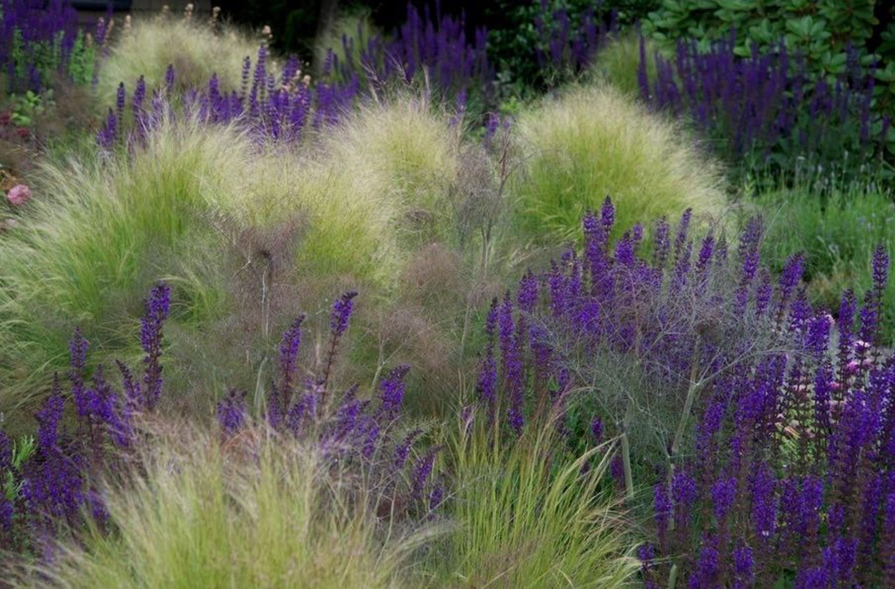 3 x Salvia sylvestris ‚Mainacht´ (Ziergras/ Gräser/ Stauden) Pracht