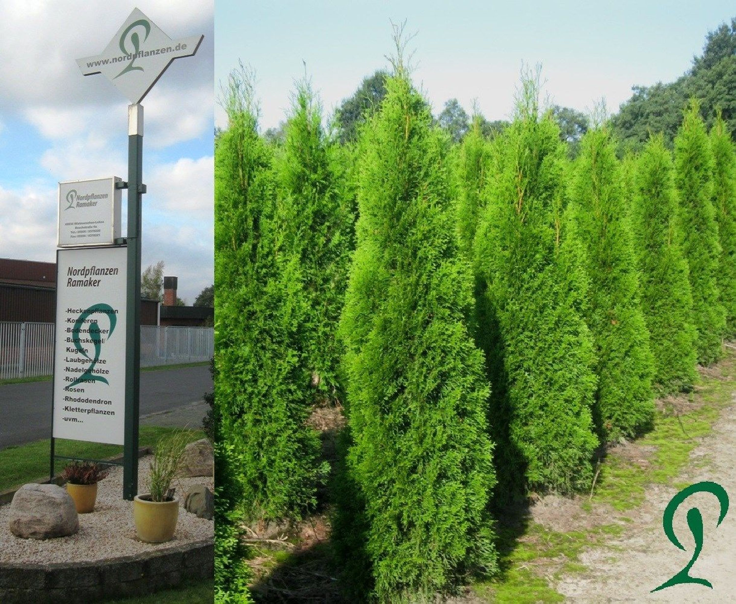 Thuja smaragd 160 - 180 cm