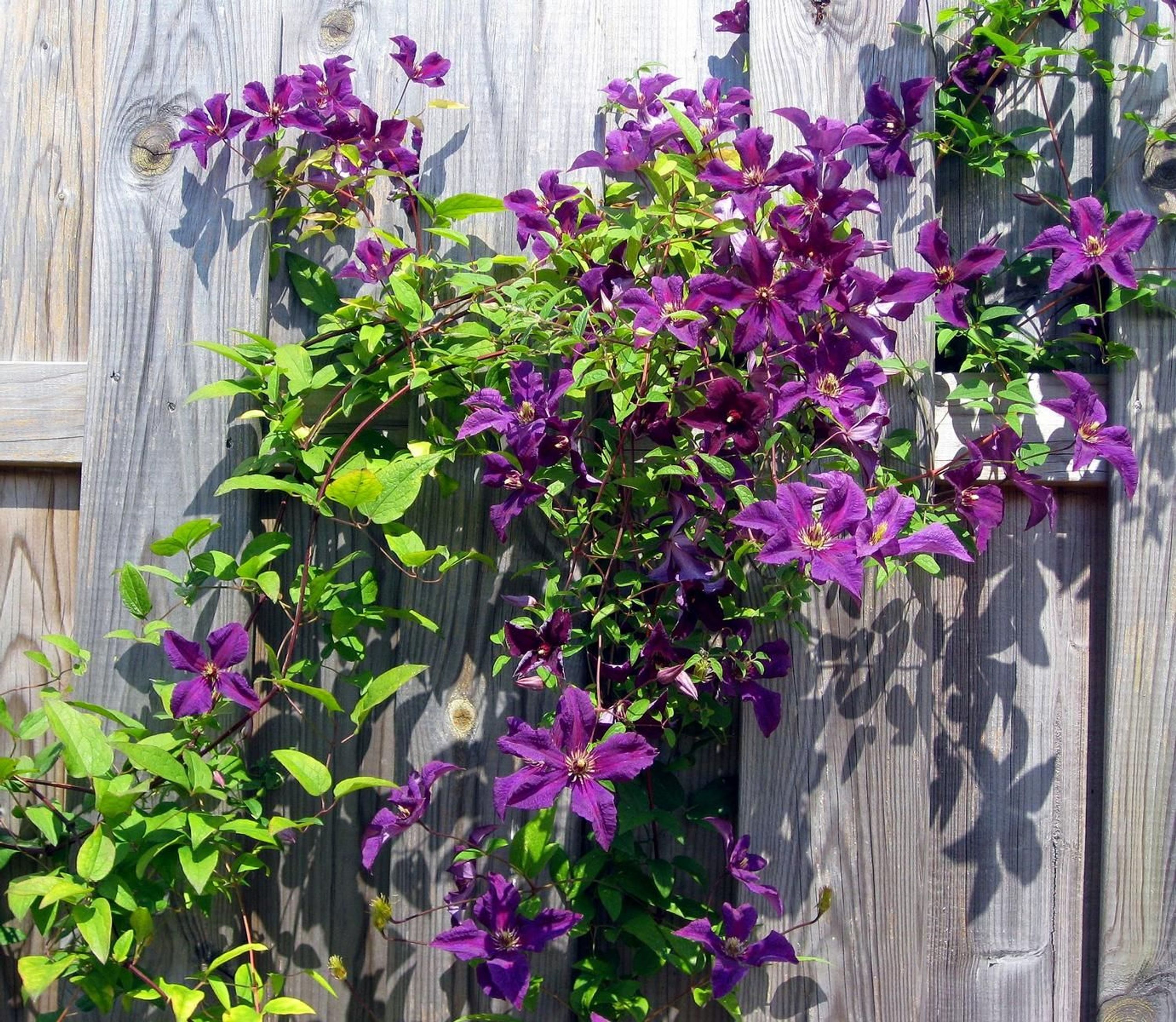 wunderschöne Clematis Waldrebe Kletterpflanze winterhart verschiedene