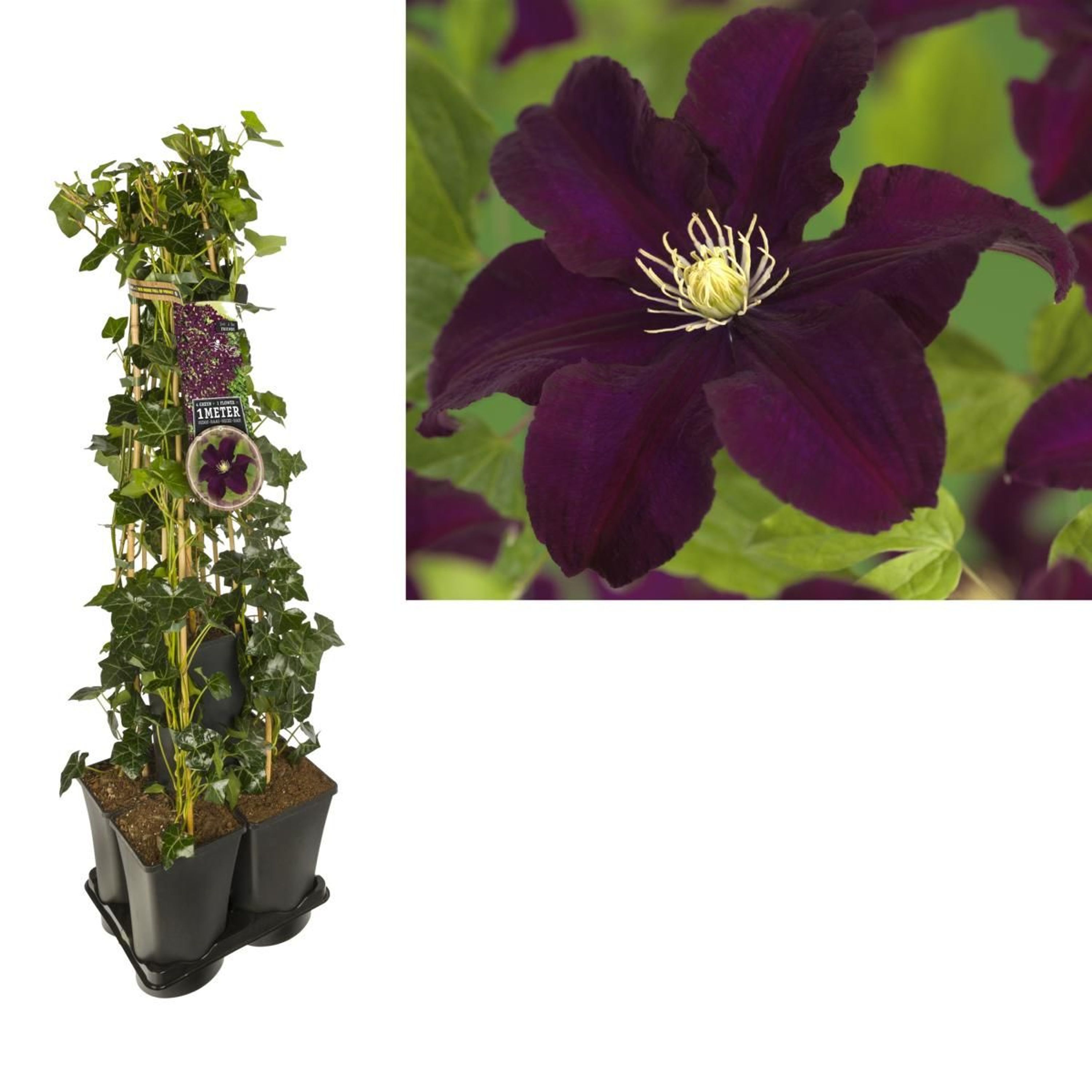 wunderschöne Clematis Waldrebe Kletterpflanze winterhart verschiedene
