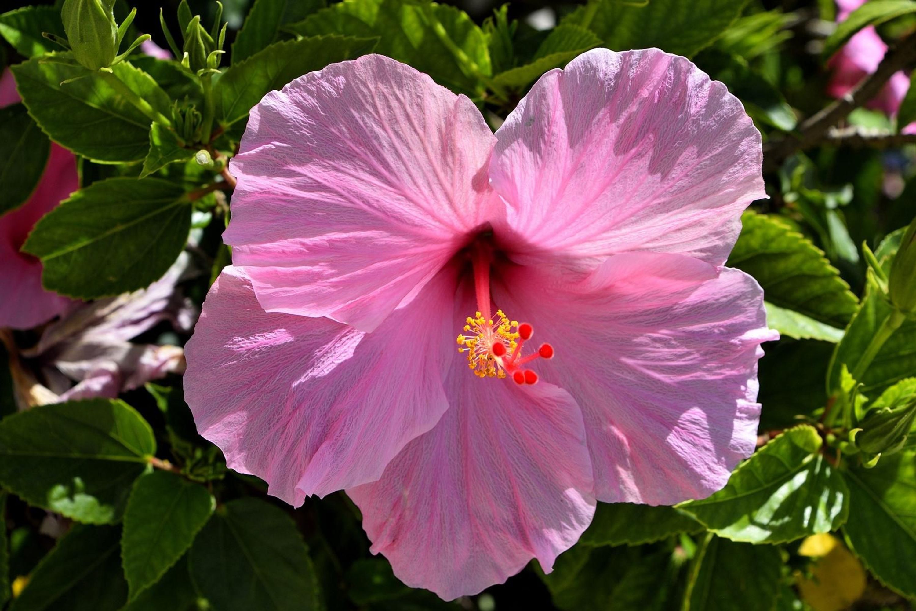 XXL Riesenhibiskus Staudenhibiskus Hibiscus moscheutos kaufen bei Hood.de