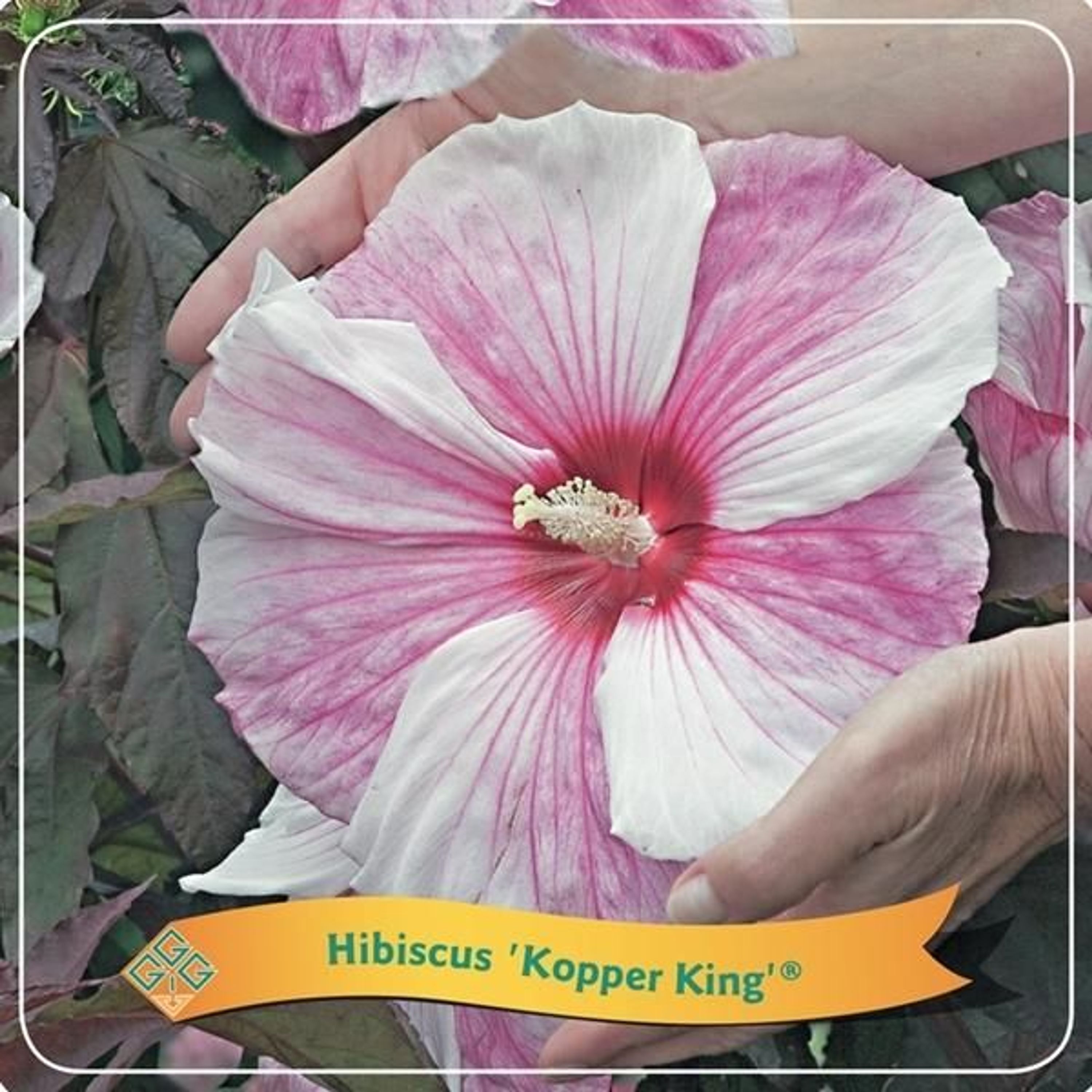 XXL Riesenhibiskus Staudenhibiskus Hibiscus moscheutos kaufen bei Hood.de