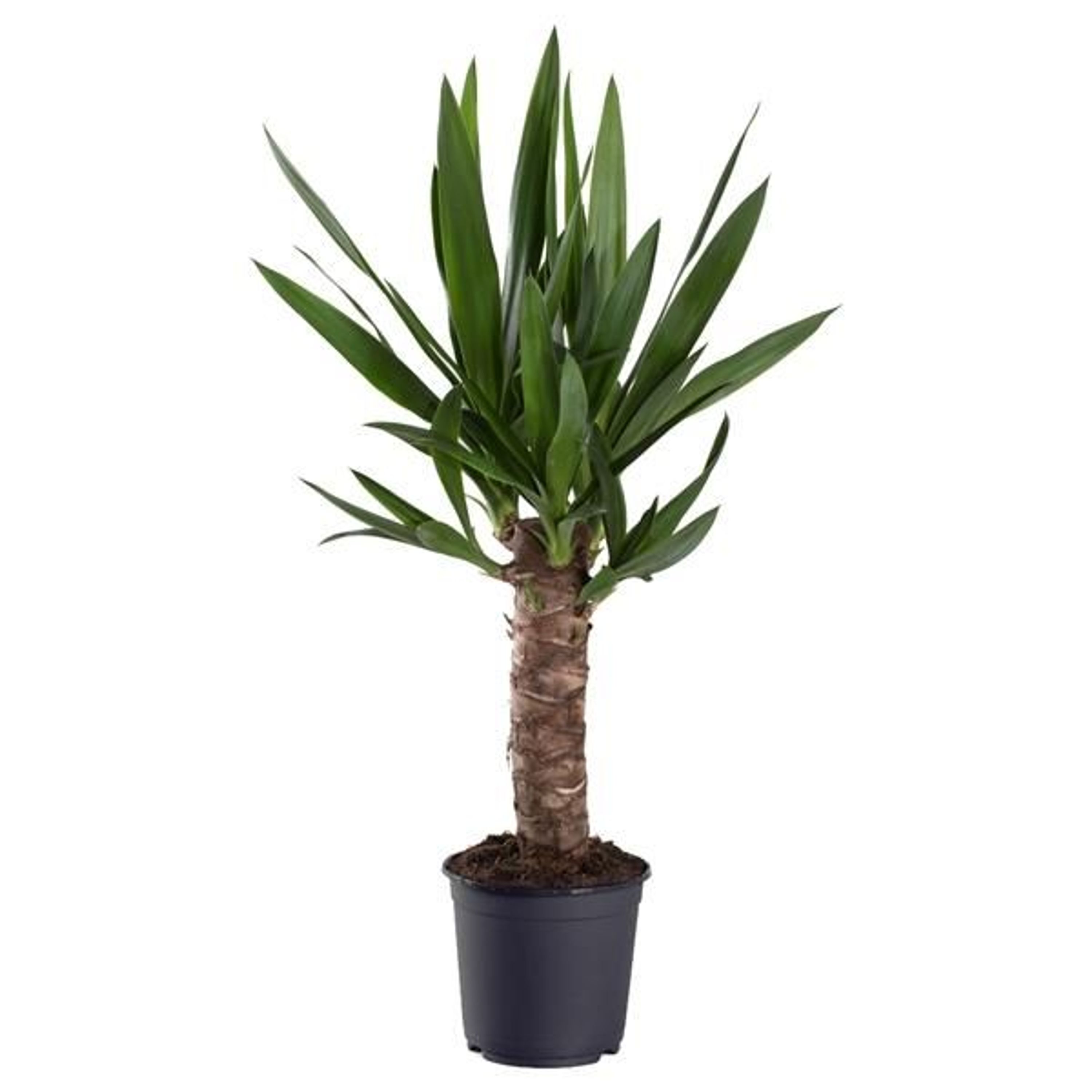 Yucca elephantipes RiesenPalmlilie Yuccapalme Palmlilien