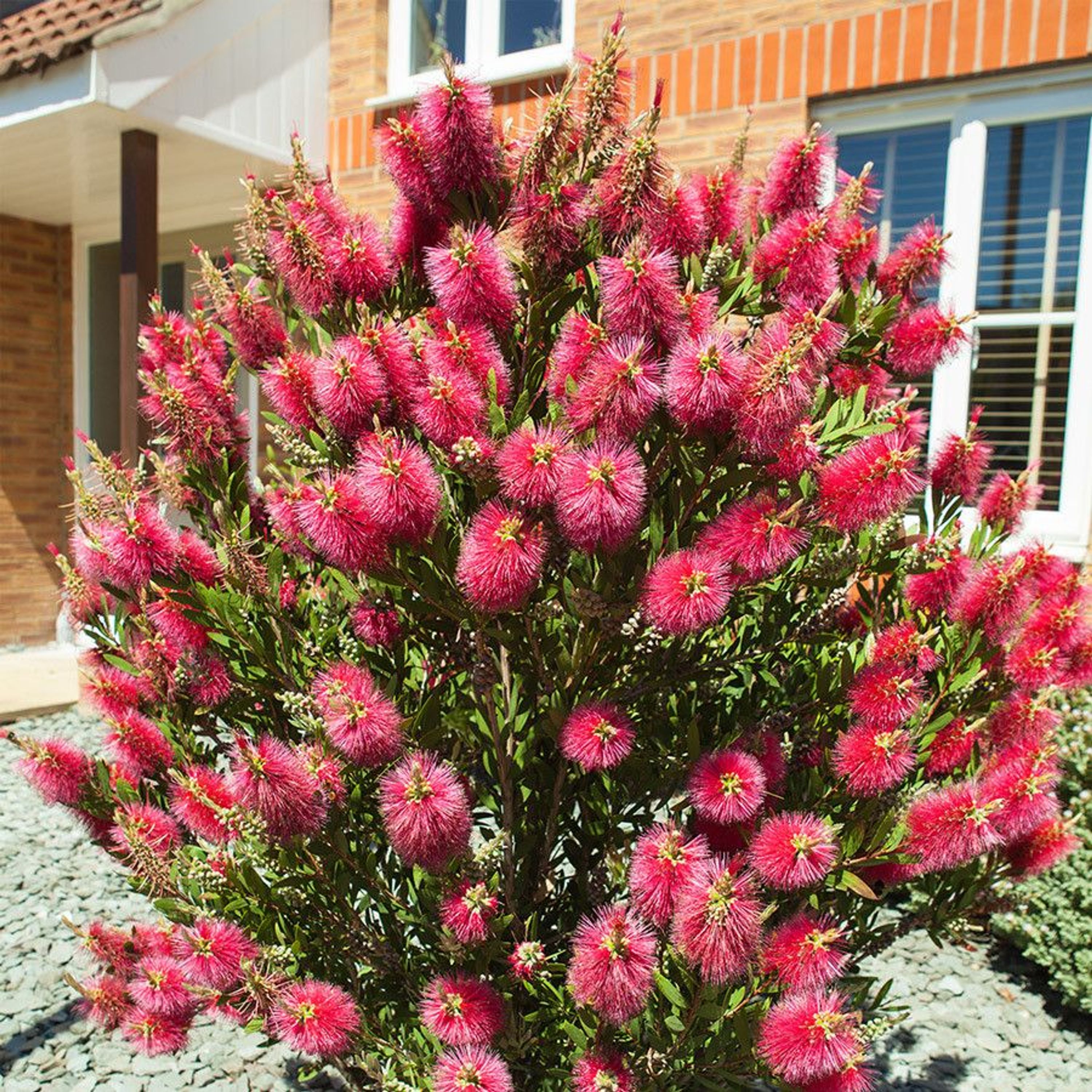 Karminroter Zylinderputzer Callistemon Citrinus 20 frische Samen