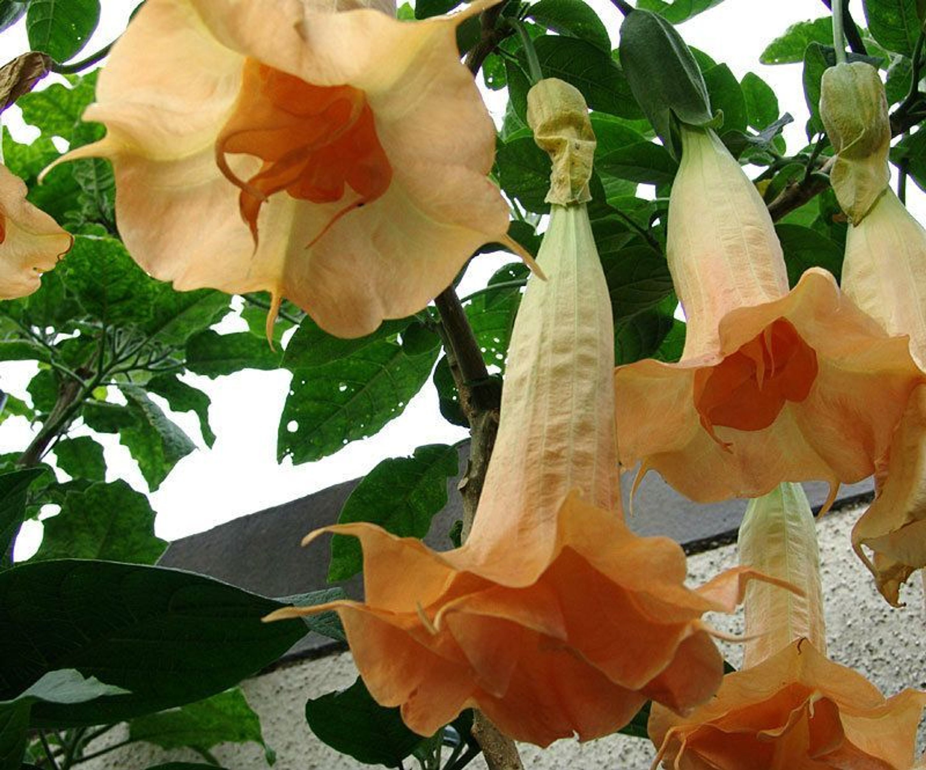 Engelstrompete "Angels Daydream", Jungpflanze im 9 cm Topf, Datura