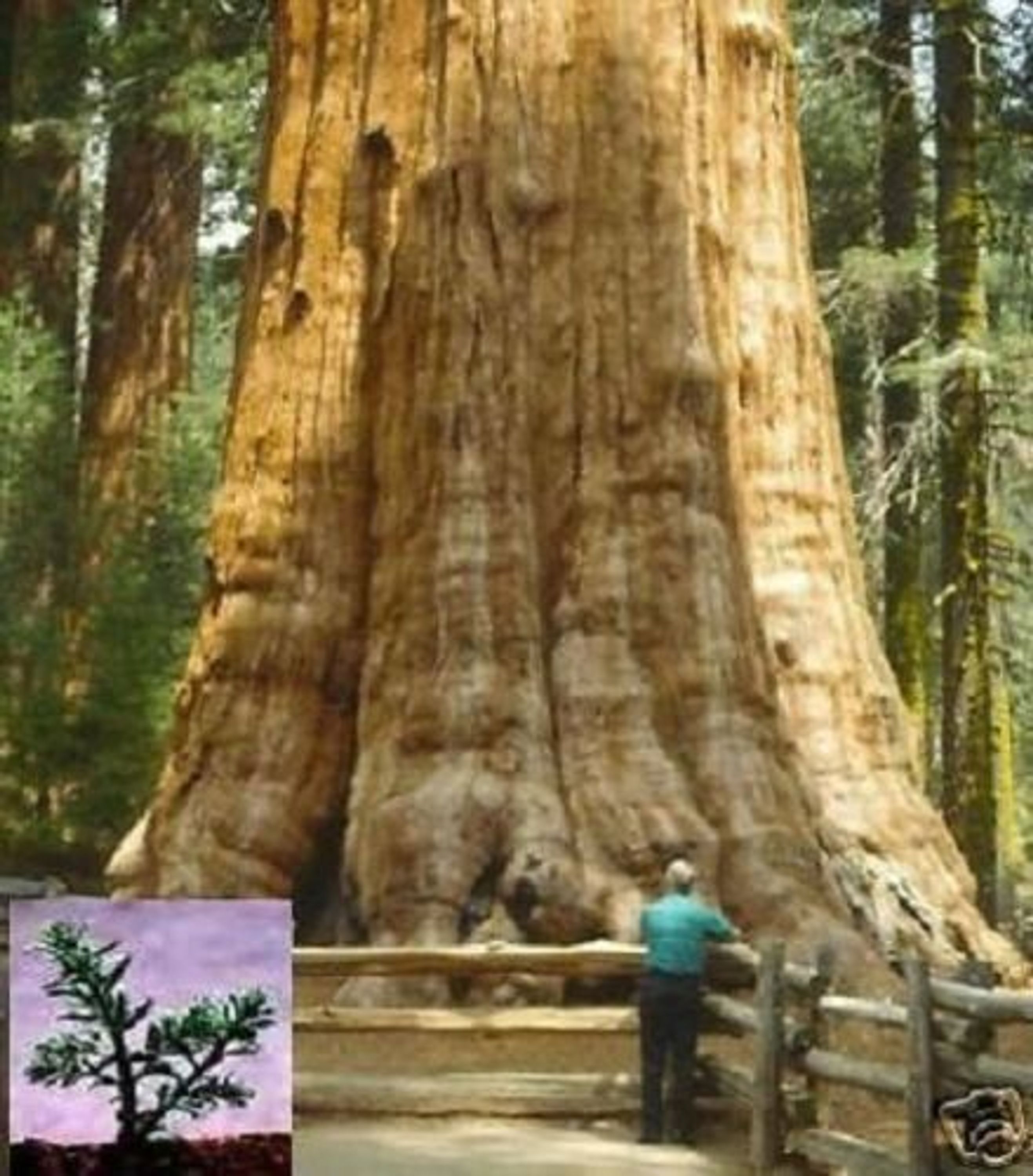 Größter Baum dieser Welt / Der Bergmammutbaum Sequoiadendron giganteum