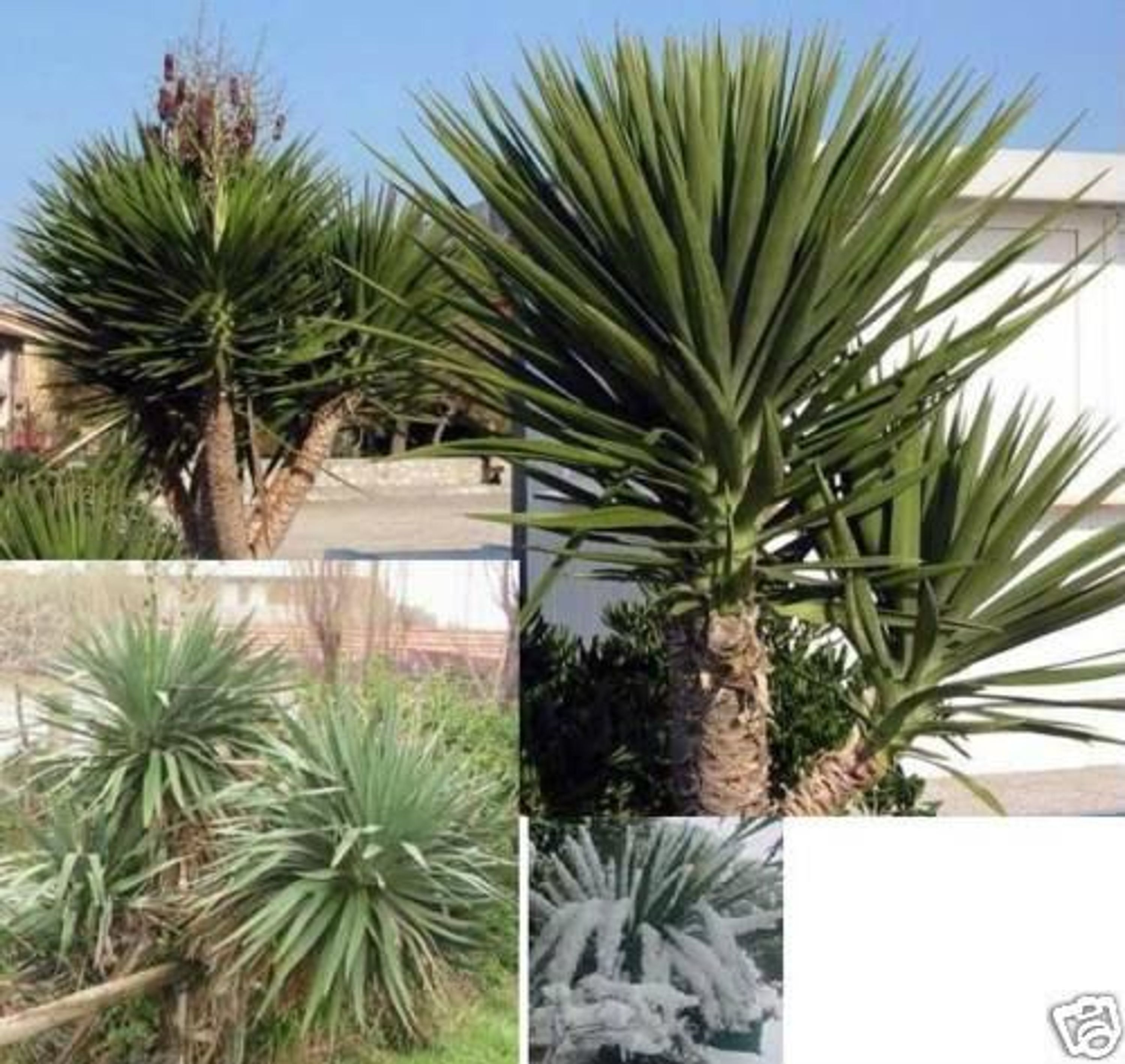 Mediterraner Baum Yucca aloifolia Palme / winterhart bis 30 Grad