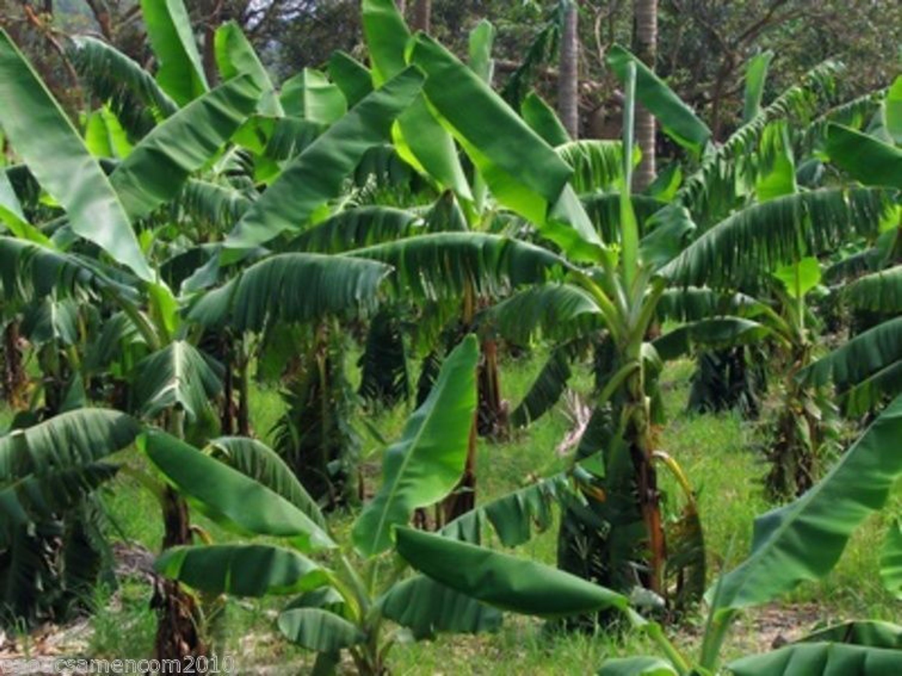 Schneebanane Ensete glaucum winterharte Bananenstaude im