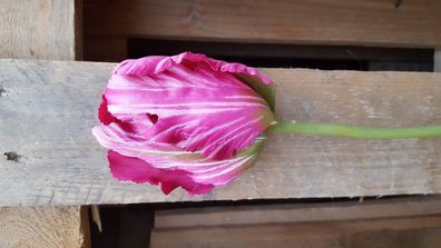 KunstblumeTulpe Frühjahr Deko Blume pink/ rosa Blumen Imitat