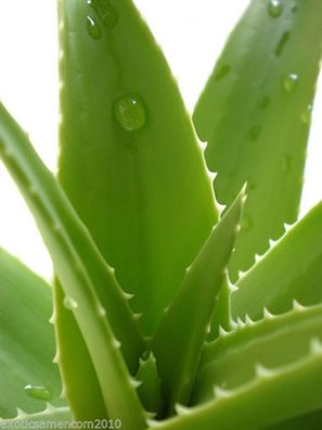 Echte Aloe Vera bardensis miller 5 Samen