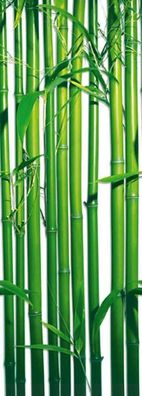 Fototapete BAMBUS 91x254cm grüne Halme, Bambustapete Bamboo, Tür, endlos klebbar