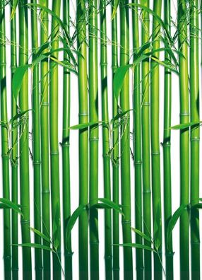 Fototapete BAMBOO 183x254 Bambus green Blätter grüne Bambushalme, endlos klebbar