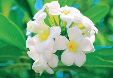 Fototapete Frangipani Blossoms 366x254cm weiße Blüten der Südsee Blumen Karibik
