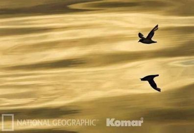Fototapete National Geographic Reflection 184x127 Spiegelbild Möwe Meeresspiegel