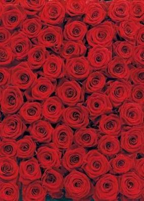 Fototapete ROSES 194x270 rote Rosen endlos klebbar, Blumenmeer Blumenkissen rot