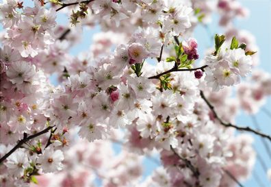 Vliestapete Fototapete National Geographic SPRING 368x254cm Kirschblüte Frühling