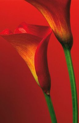 Fototapete RED CALLAS 183x254 rote Blumen Blüte stylish Malerei Kunst Stilleben