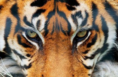 Fototapete TIGER 175x115cm Tigerauge Tier Jungel Bengal Indien Sibirien Streifen