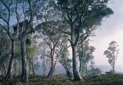 Fototapete National Geographic Fantasy FOREST 368x254 blaue Nebelwald Tasmaniens