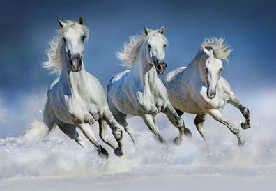 Fototapete Arabian HORSES 366x254cm Strand Schimmel weiße Pferde Galopp Araber