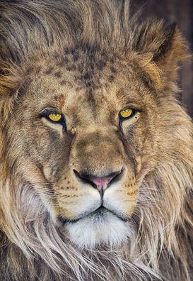 Fototapete National Geographic LION 127x184 afrikanischer Löwe, König der Tiere.